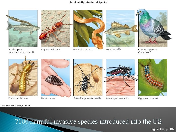 7100 harmful invasive species introduced into the US Fig. 9 -14 b, p. 199