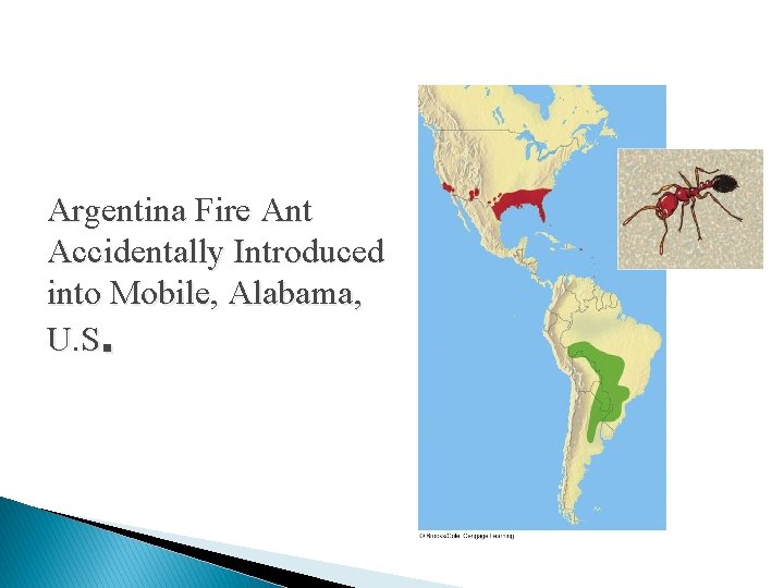 Argentina Fire Ant Accidentally Introduced into Mobile, Alabama, U. S. 