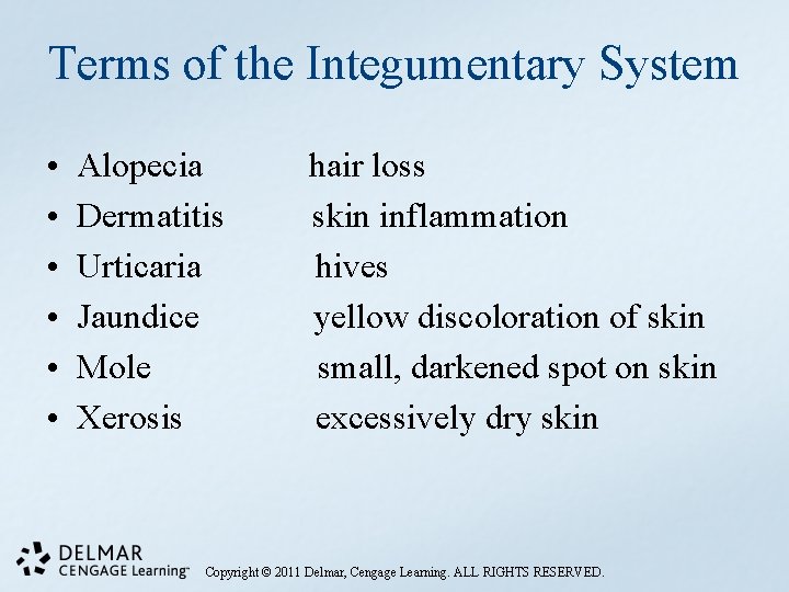 Terms of the Integumentary System • • • Alopecia Dermatitis Urticaria Jaundice Mole Xerosis