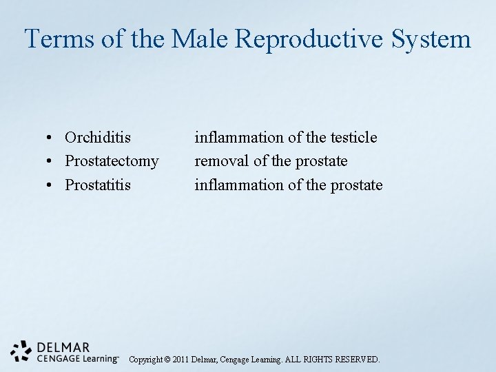 Terms of the Male Reproductive System • Orchiditis • Prostatectomy • Prostatitis inflammation of