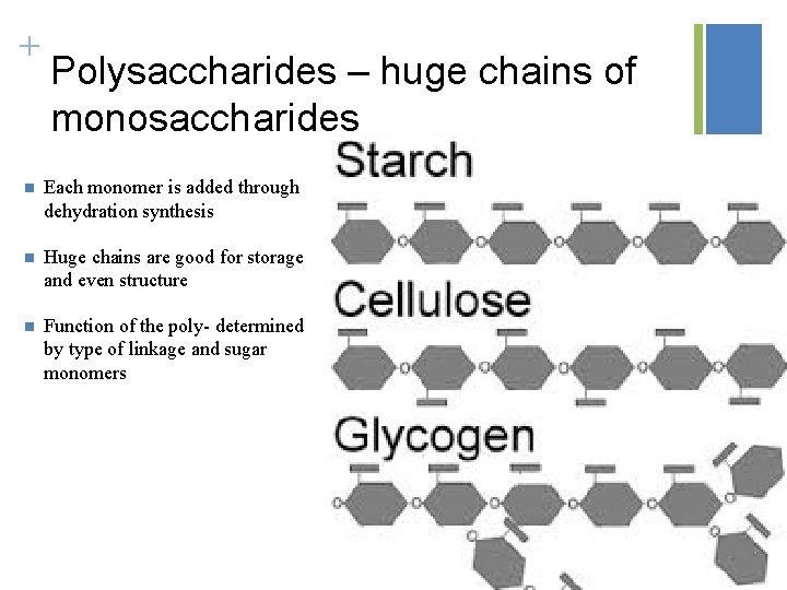 + Polysaccharides – huge chains of monosaccharides n Each monomer is added through dehydration