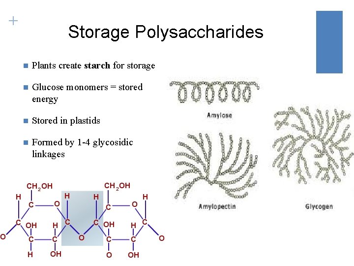 + Storage Polysaccharides n Plants create starch for storage n Glucose monomers = stored
