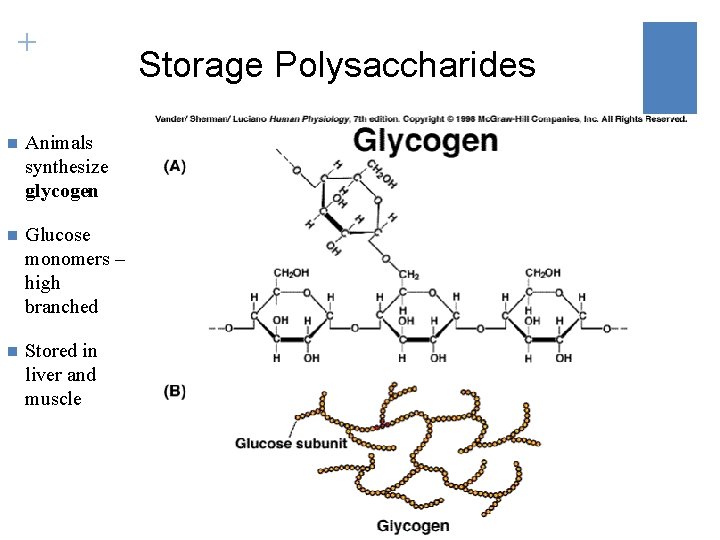 + n Animals synthesize glycogen n Glucose monomers – high branched n Stored in