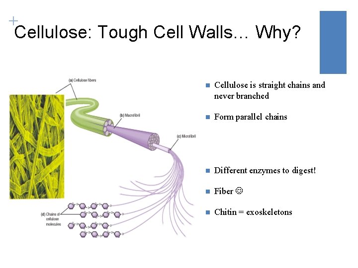 + Cellulose: Tough Cell Walls… Why? n Cellulose is straight chains and never branched