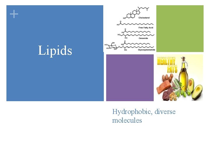 + Lipids Hydrophobic, diverse molecules 