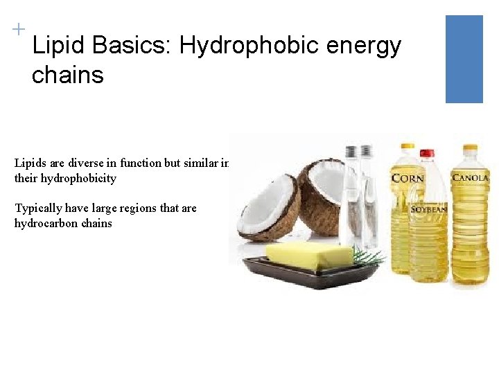 + Lipid Basics: Hydrophobic energy chains Lipids are diverse in function but similar in