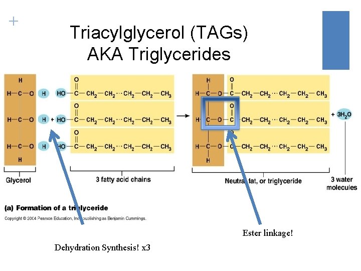 + Triacylglycerol (TAGs) AKA Triglycerides Ester linkage! Dehydration Synthesis! x 3 