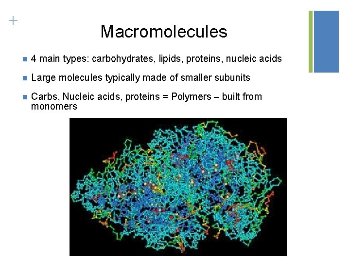 + Macromolecules n 4 main types: carbohydrates, lipids, proteins, nucleic acids n Large molecules