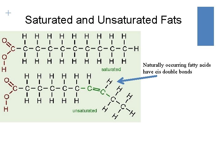 Structure and Function of Large Biological Molecules Macromolecules