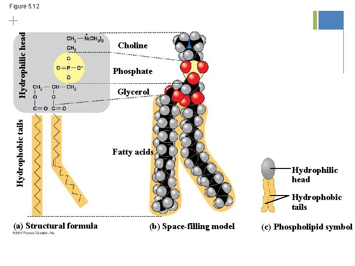 Figure 5. 12 Hydrophobic tails Hydrophilic head + Choline Phosphate Glycerol Fatty acids Hydrophilic