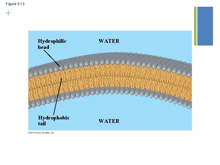Figure 5. 13 + Hydrophilic head Hydrophobic tail WATER 