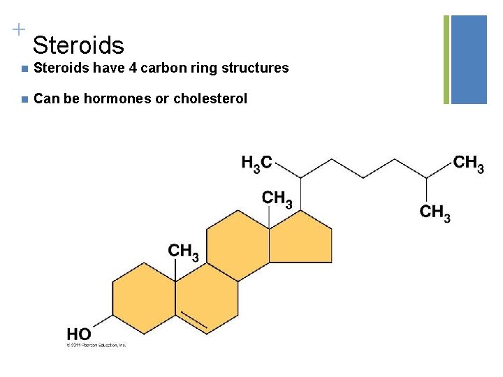 + Steroids n Steroids have 4 carbon ring structures n Can be hormones or