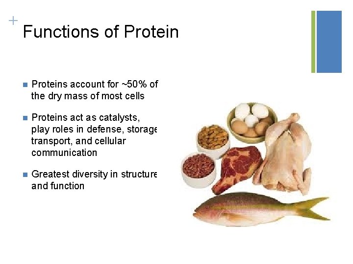 + Functions of Protein n Proteins account for ~50% of the dry mass of