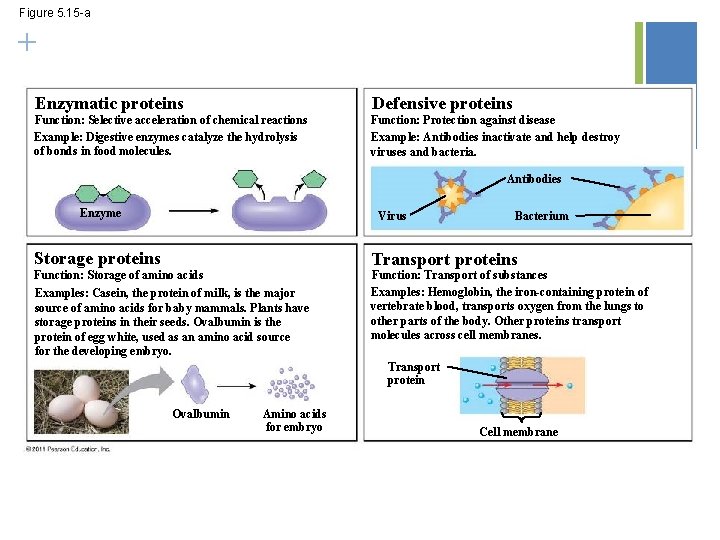 Figure 5. 15 -a + Enzymatic proteins Defensive proteins Function: Selective acceleration of chemical