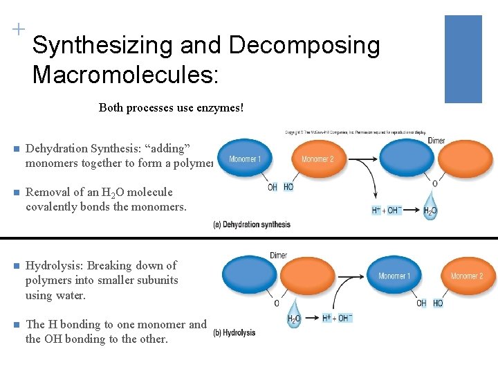 + Synthesizing and Decomposing Macromolecules: Both processes use enzymes! n Dehydration Synthesis: “adding” monomers