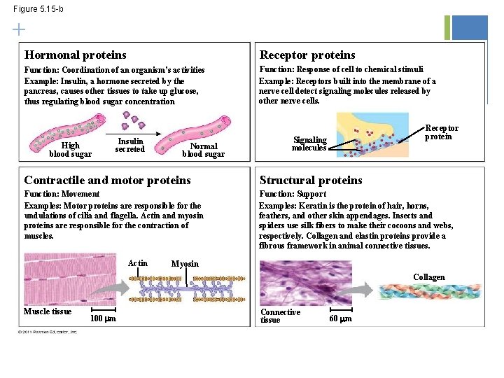 Figure 5. 15 -b + Hormonal proteins Receptor proteins Function: Coordination of an organism’s