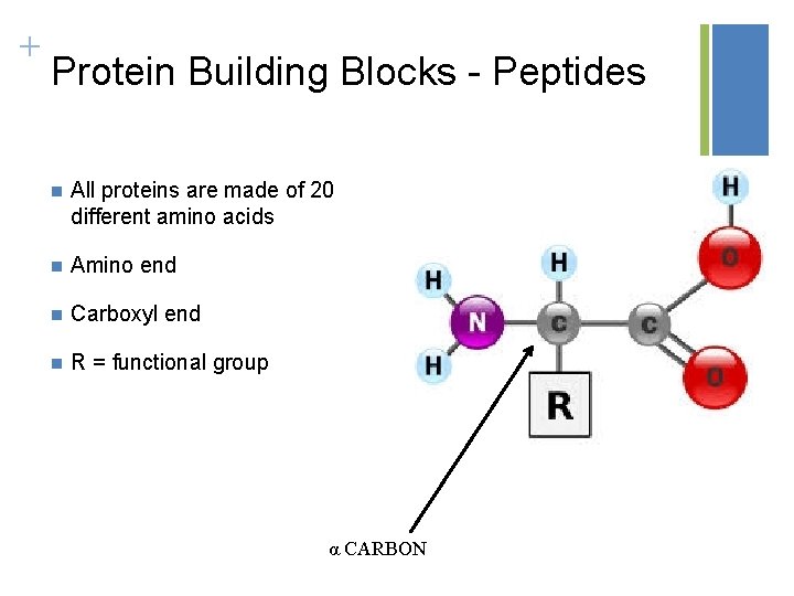 + Protein Building Blocks - Peptides n All proteins are made of 20 different