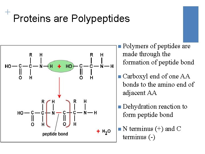 + Proteins are Polypeptides n Polymers of peptides are made through the formation of