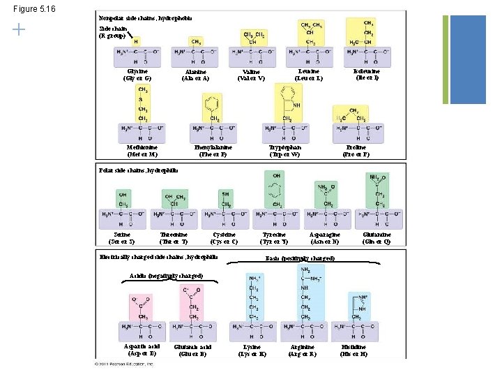 Figure 5. 16 + Nonpolar side chains; hydrophobic Side chain (R group) Glycine (Gly