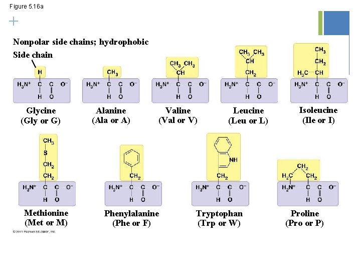 Figure 5. 16 a + Nonpolar side chains; hydrophobic Side chain Glycine (Gly or