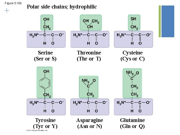Figure 5. 16 b + Polar side chains; hydrophilic Serine (Ser or S) Threonine