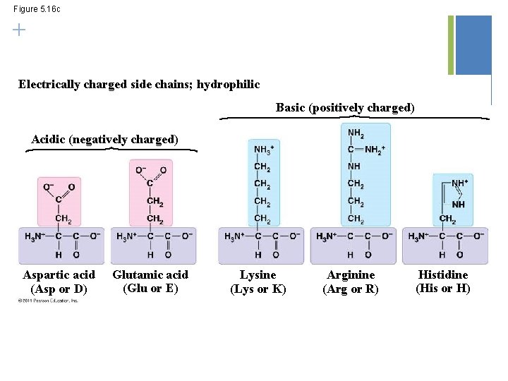 Figure 5. 16 c + Electrically charged side chains; hydrophilic Basic (positively charged) Acidic