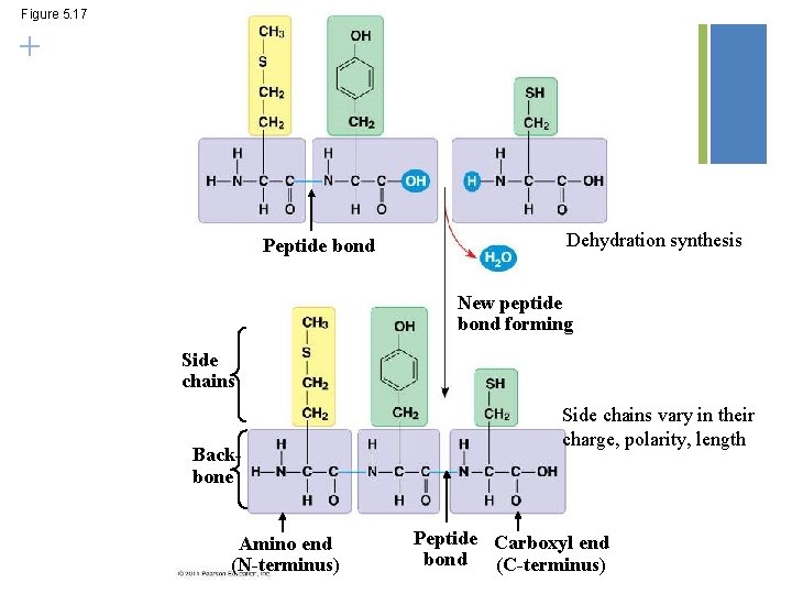 Figure 5. 17 + Peptide bond Dehydration synthesis New peptide bond forming Side chains