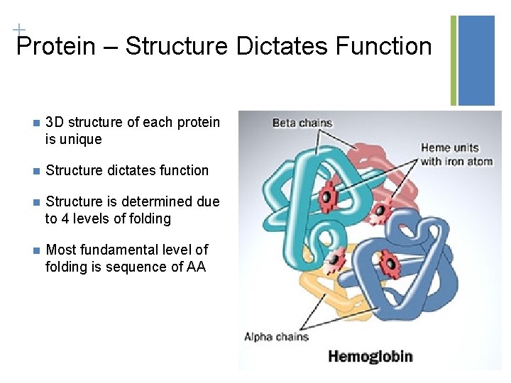 + Protein – Structure Dictates Function n 3 D structure of each protein is