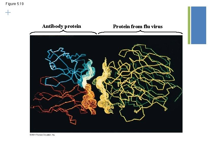 Figure 5. 19 + Antibody protein Protein from flu virus 