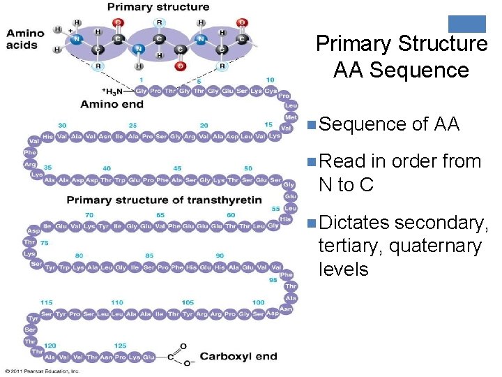 Primary Structure AA Sequence n Sequence of AA n Read in order from N