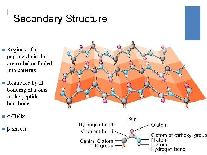 + Secondary Structure n Regions of a peptide chain that are coiled or folded