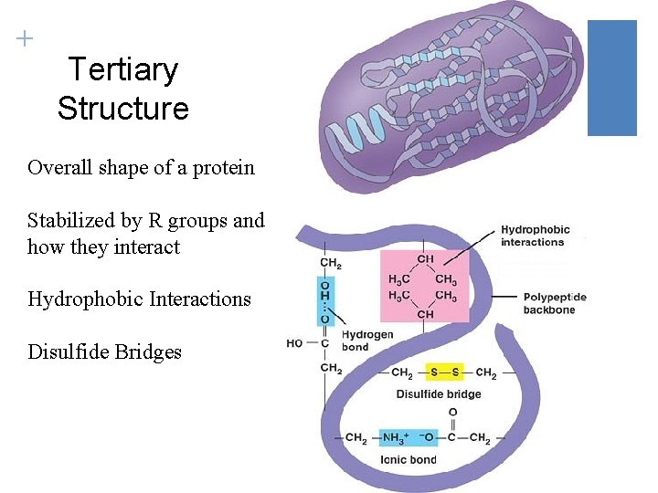 + Tertiary Structure Overall shape of a protein Stabilized by R groups and how