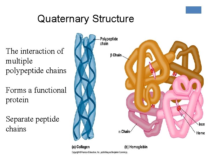 Quaternary Structure The interaction of multiple polypeptide chains Forms a functional protein Separate peptide
