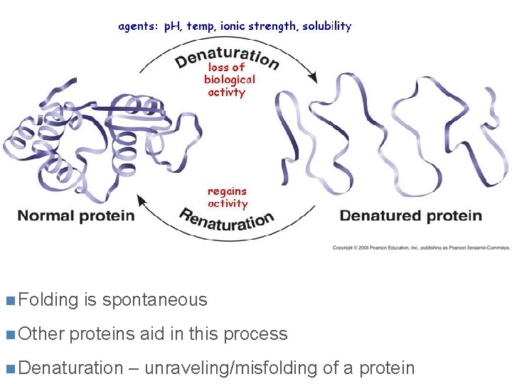 + Protein Structure in a Cell n Folding n Other is spontaneous proteins aid