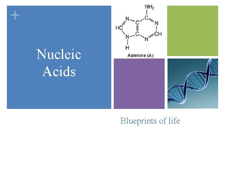 + Nucleic Acids Blueprints of life 