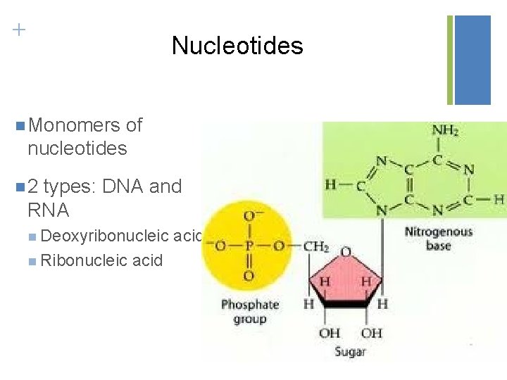 + Nucleotides n Monomers of nucleotides n 2 types: DNA and RNA n Deoxyribonucleic