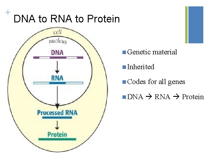 + DNA to RNA to Protein n Genetic material n Inherited n Codes n
