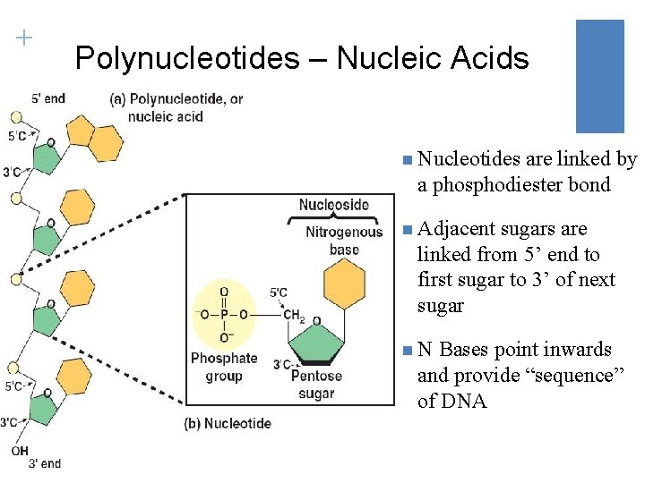 + Polynucleotides – Nucleic Acids n Nucleotides are linked by a phosphodiester bond n