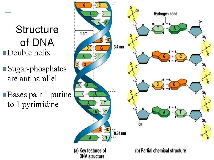 + Structure of DNA n Double helix n Sugar-phosphates are antiparallel n Bases pair