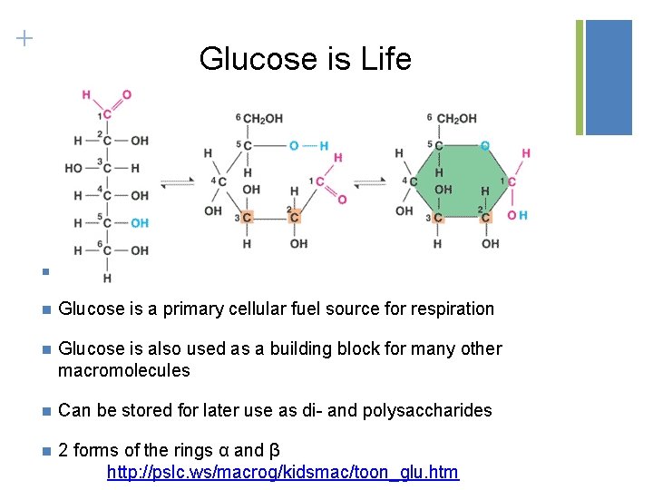 + Glucose is Life n C 1 and C 5 bond to form ring