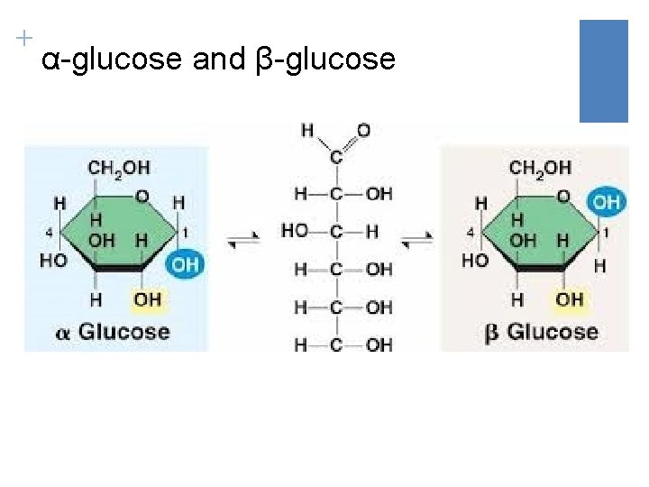 + α-glucose and β-glucose 