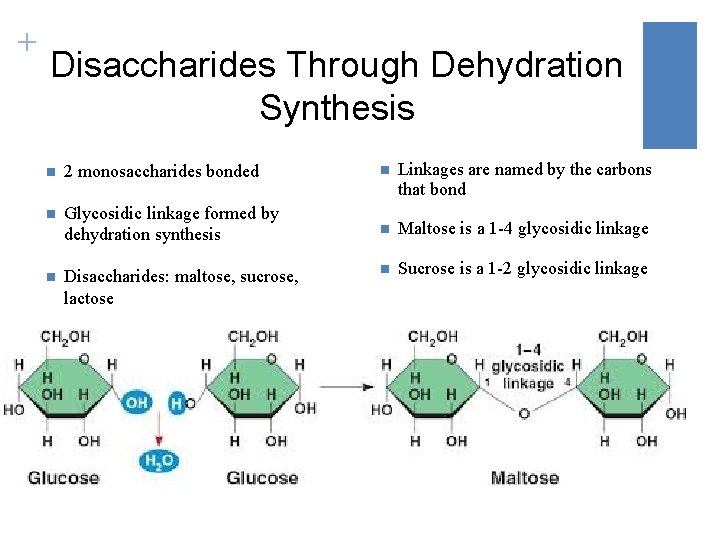 + Disaccharides Through Dehydration Synthesis n 2 monosaccharides bonded n Linkages are named by