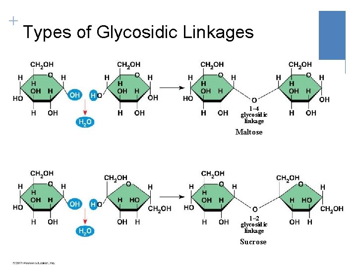 Structure and Function of Large Biological Molecules Macromolecules