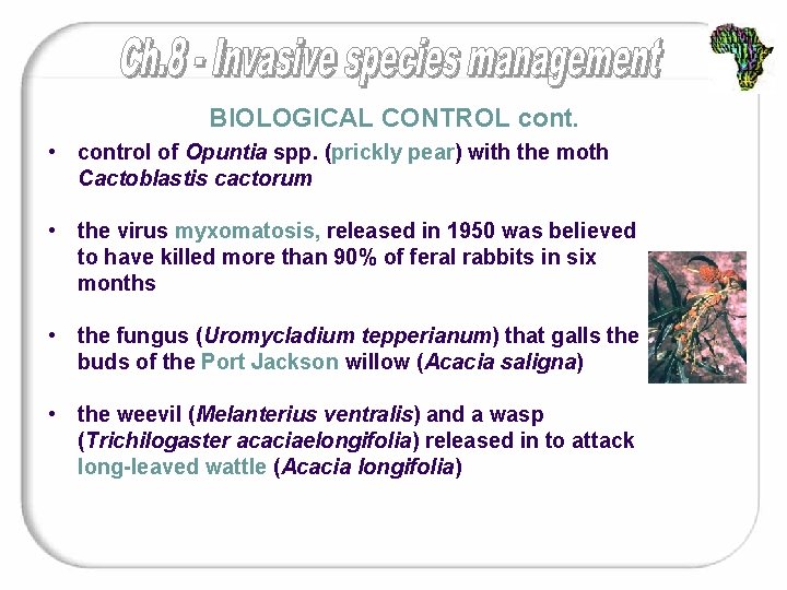 BIOLOGICAL CONTROL cont. • control of Opuntia spp. (prickly pear) with the moth Cactoblastis