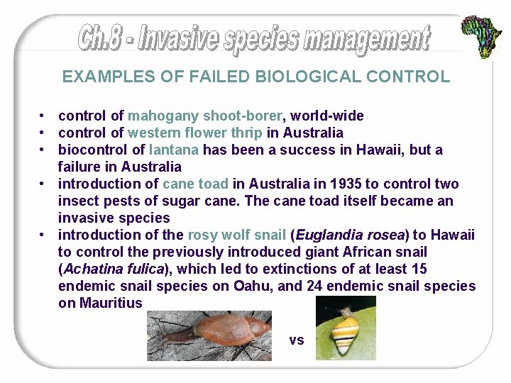 EXAMPLES OF FAILED BIOLOGICAL CONTROL • control of mahogany shoot-borer, world-wide • control of