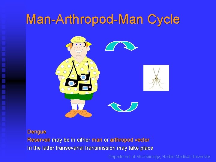 Man-Arthropod-Man Cycle Dengue Reservoir may be in either man or arthropod vector In the