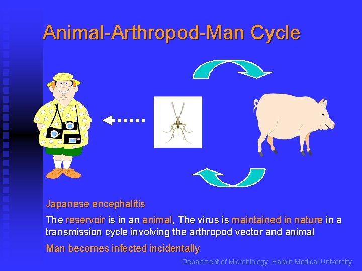 Animal-Arthropod-Man Cycle Japanese encephalitis The reservoir is in an animal, The virus is maintained