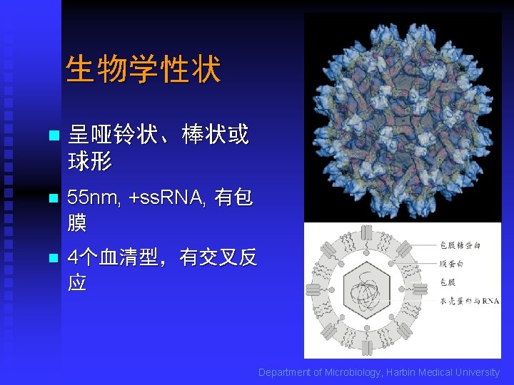 生物学性状 n 呈哑铃状、棒状或 球形 n 55 nm, +ss. RNA, 有包 膜 n 4个血清型，有交叉反 应