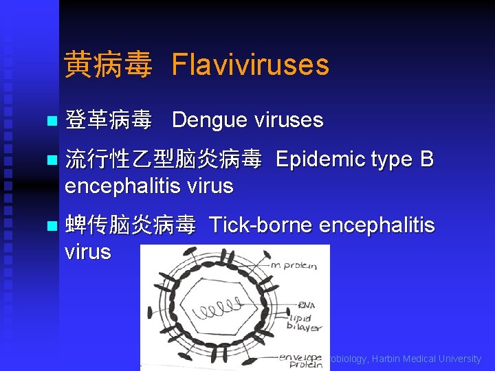 黄病毒 Flaviviruses n 登革病毒 Dengue viruses n 流行性乙型脑炎病毒 Epidemic type B encephalitis virus n