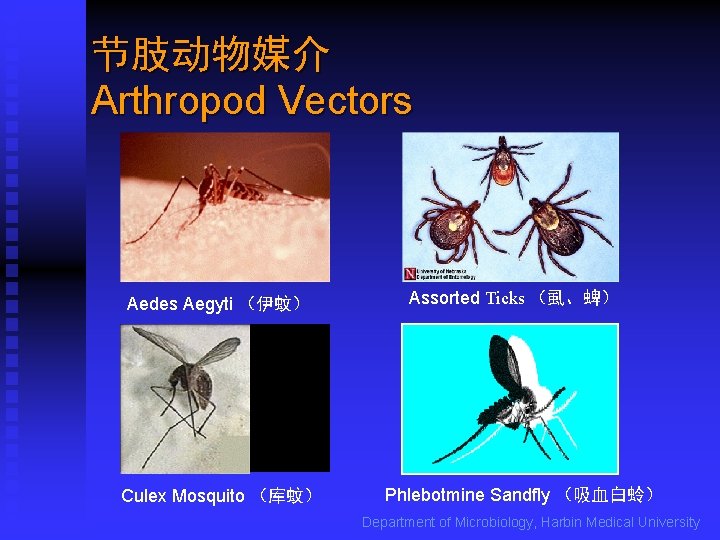 节肢动物媒介 Arthropod Vectors Aedes Aegyti （伊蚊） Culex Mosquito （库蚊） Assorted Ticks （虱、蜱） Phlebotmine Sandfly